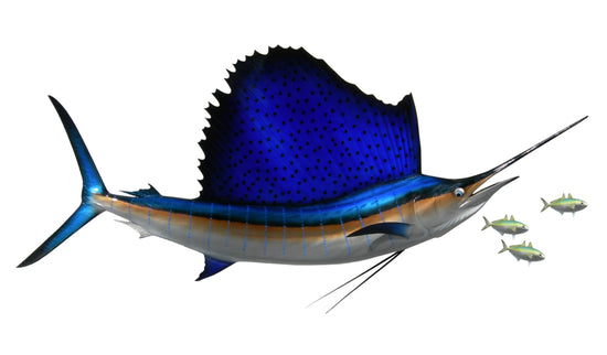 76-INCH ATLANTIC SAILFISH