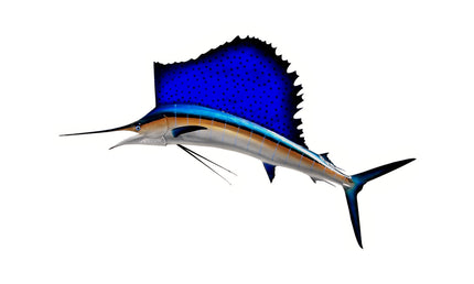 79-INCH ATLANTIC SAILFISH