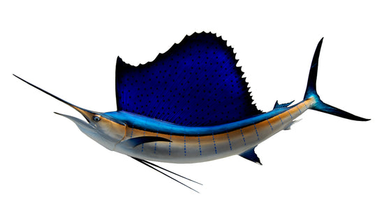 80-INCH ATLANTIC SAILFISH (L)