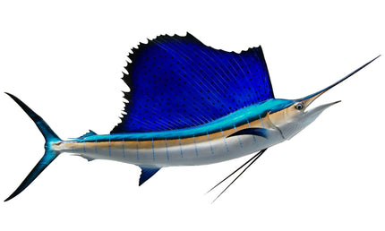 80-INCH ATLANTIC SAILFISH (R)