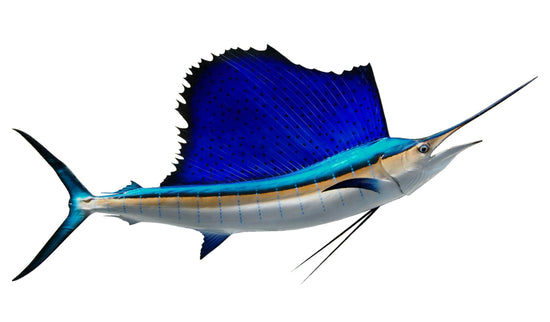 80-INCH ATLANTIC SAILFISH (R)
