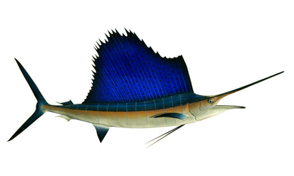 82-INCH ATLANTIC SAILFISH