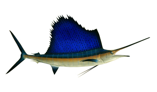 82-INCH ATLANTIC SAILFISH