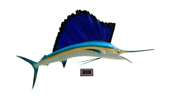 84-INCH ATLANTIC SAILFISH