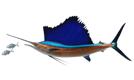 85-INCH ATLANTIC SAILFISH