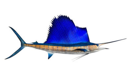 86-INCH ATLANTIC SAILFISH