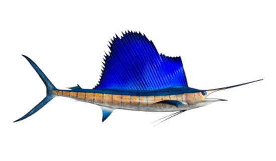 86-INCH ATLANTIC SAILFISH