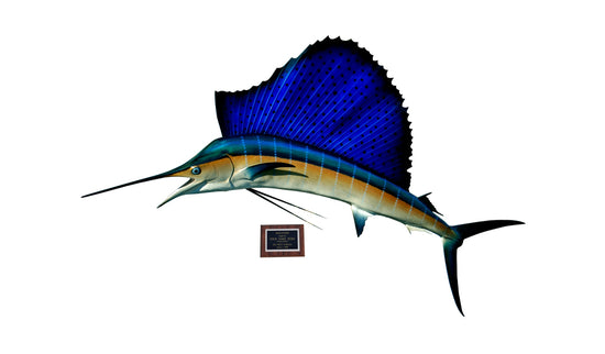 88-INCH ATLANTIC SAILFISH