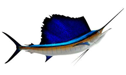 89-INCH ATLANTIC SAILFISH