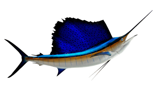 89-INCH ATLANTIC SAILFISH