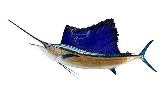 92-INCH ATLANTIC SAILFISH