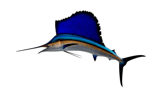 95-INCH ATLANTIC SAILFISH
