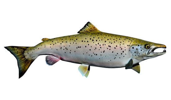 27-INCH ATLANTIC SALMON