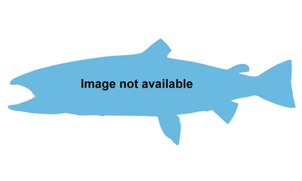 30-INCH ATLANTIC SALMON