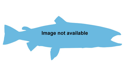 34-INCH ATLANTIC SALMON