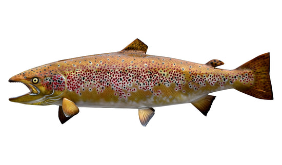 35-INCH ATLANTIC SALMON