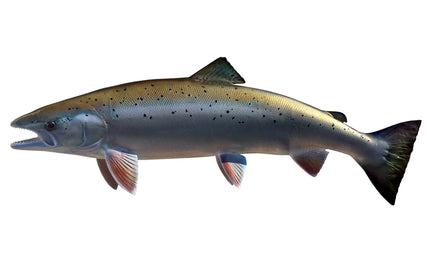 44-INCH ATLANTIC SALMON