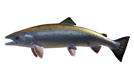 44-INCH ATLANTIC SALMON