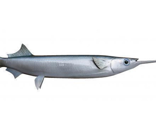ballyhoo reel big fish Bomber Pro Pack Eat My Tackle the Ballyhoo is guaranteed to get the attention of predatory gamefish Quick Rig Ballyhoo