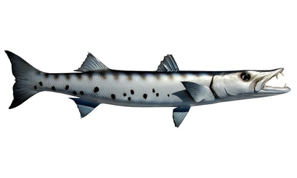 28-INCH BARRACUDA