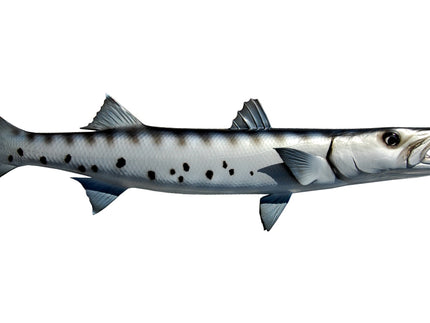 Collection image for: BARRACUDA