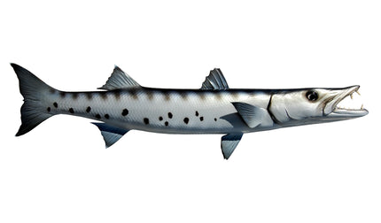 28-INCH BARRACUDA