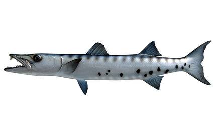 31-INCH BARRACUDA