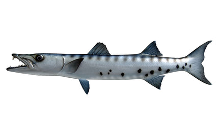 31-INCH BARRACUDA