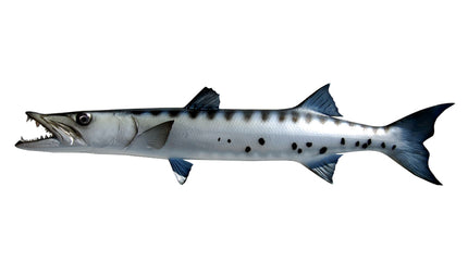 35-INCH BARRACUDA