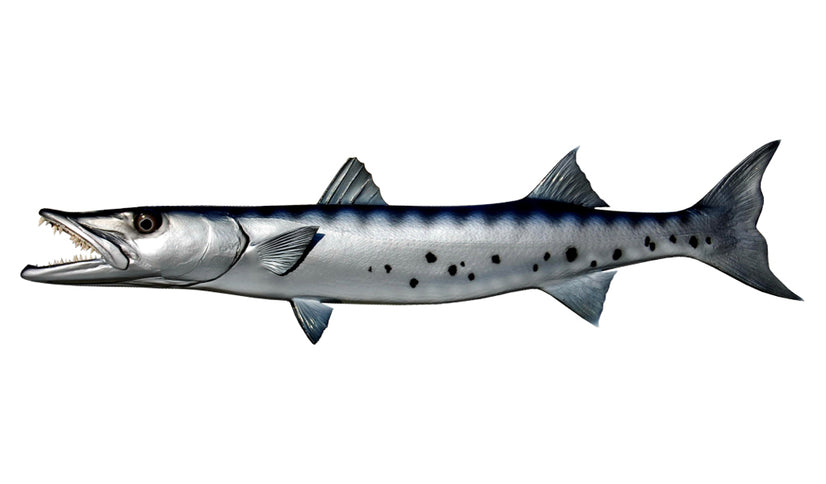 Replica 38-Inch Barracuda Fish Mount | King Sailfish Mounts
