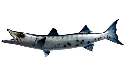 42-INCH BARRACUDA