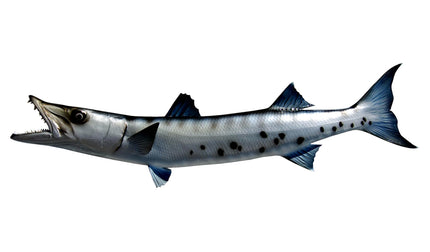 42-INCH BARRACUDA
