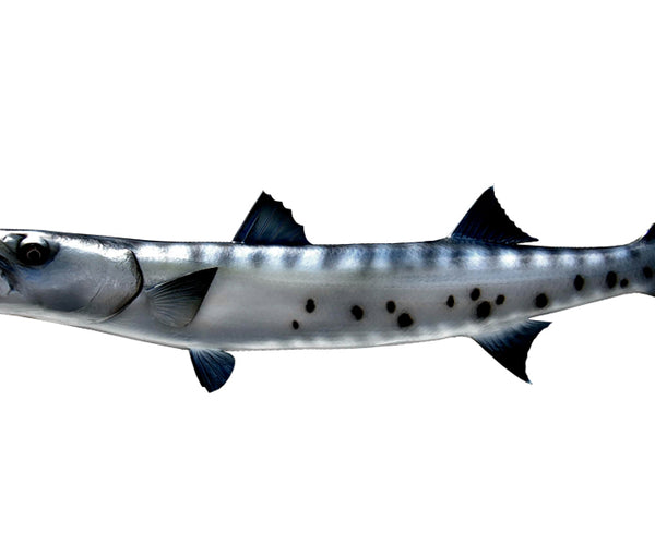 Replica 44-Inch Barracuda Fish Mount | King Sailfish Mounts