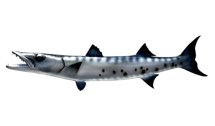 44-INCH BARRACUDA