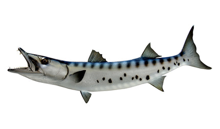46-INCH BARRACUDA (L)