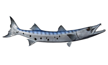 46-INCH BARRACUDA (R)