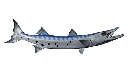 46-INCH BARRACUDA (R)