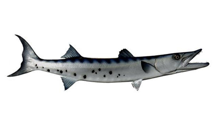 48-INCH BARRACUDA