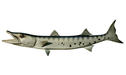 50-INCH BARRACUDA