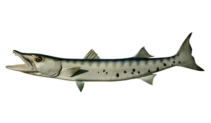 50-INCH BARRACUDA