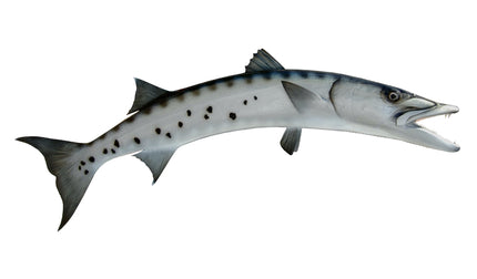 53-INCH BARRACUDA