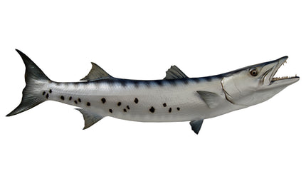 54-INCH BARRACUDA