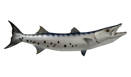 54-INCH BARRACUDA