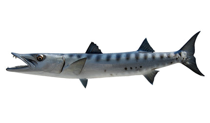 55-INCH BARRACUDA