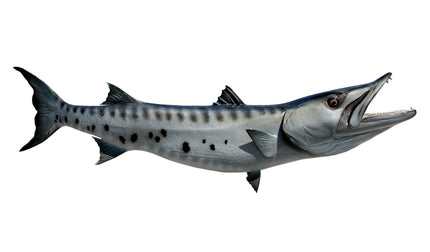 68-INCH BARRACUDA