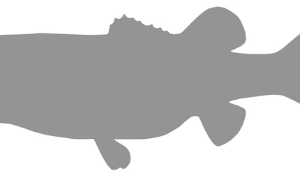 7-POUND LARGEMOUTH BASS BLANK, STANDARD
