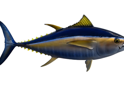 Collection image for: TUNA, BIGEYE