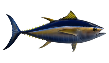 69-INCH BIGEYE TUNA