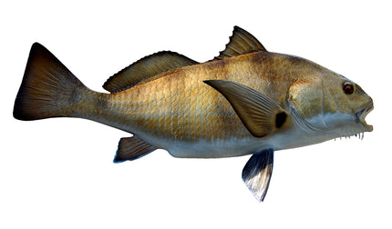 35-INCH BLACK DRUM