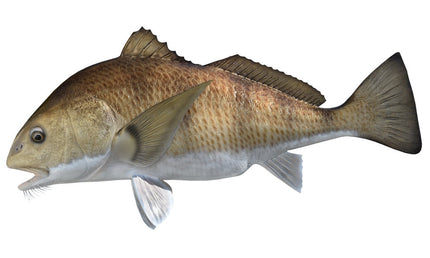 41-INCH BLACK DRUM